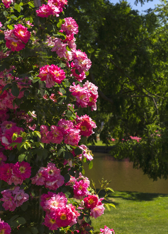 It is a good Year for the Roses