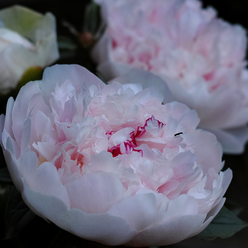 Peony in Pastel