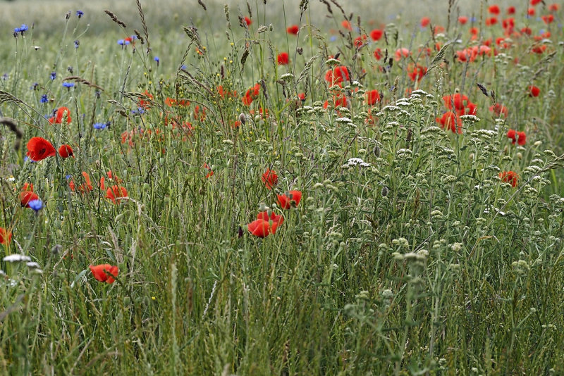 Summer Field