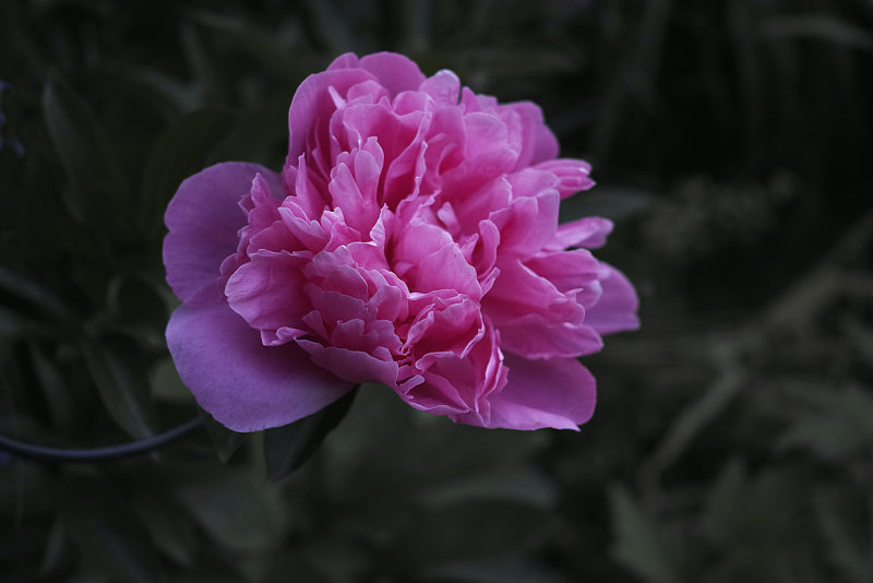 Peony Wide Open