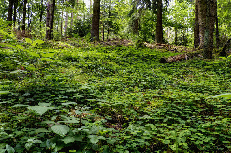 A Walk in the Woods