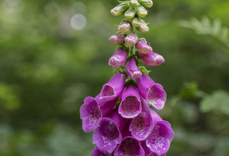 Common Foxglove in the Forest