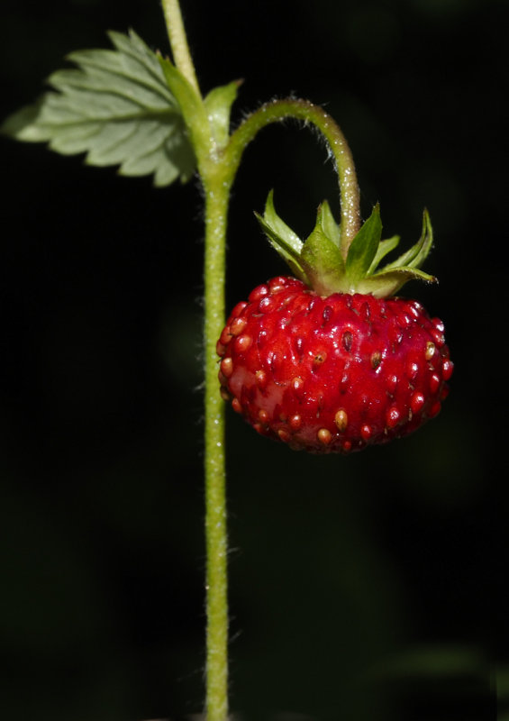 Wild Forest Strawberry Up Close