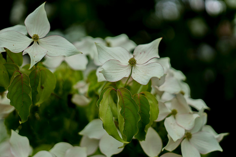 White Dogwood