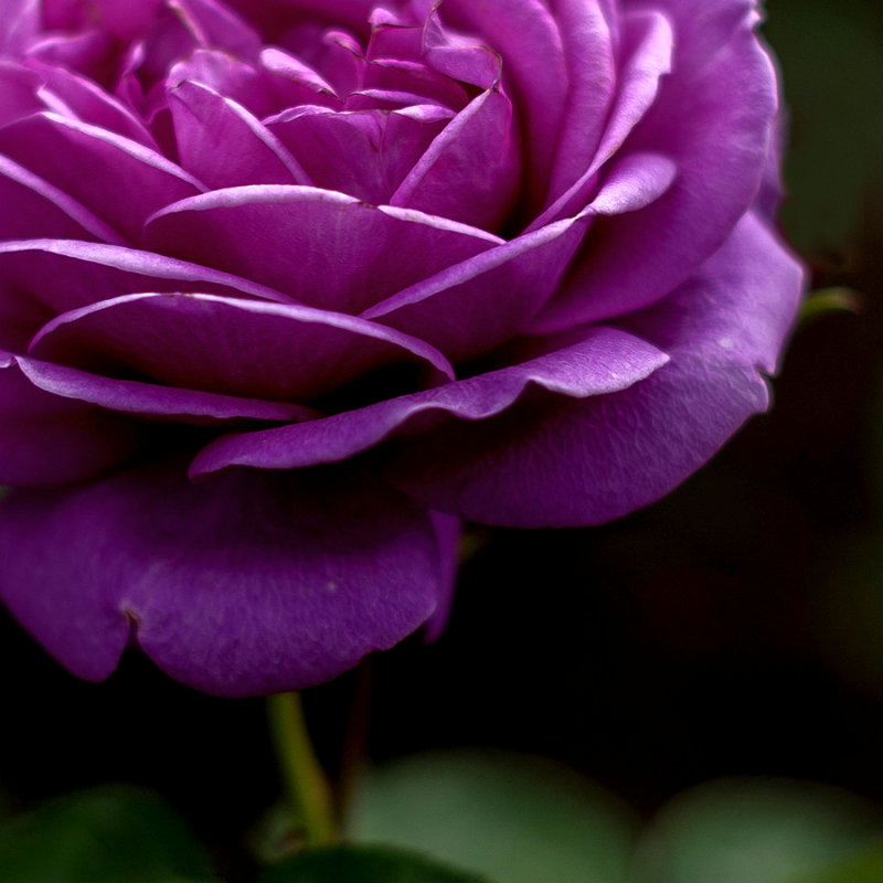 Purple Rose