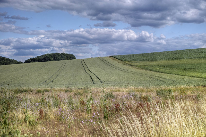 Summer Fields