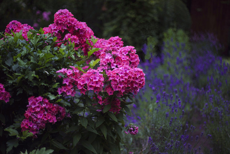 Phlox and Lavender