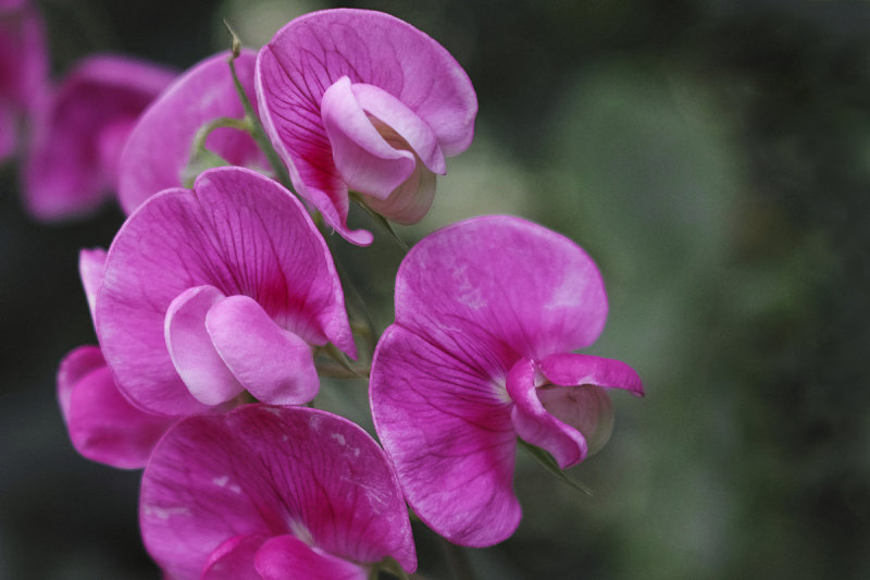 Wild Sweet Peas