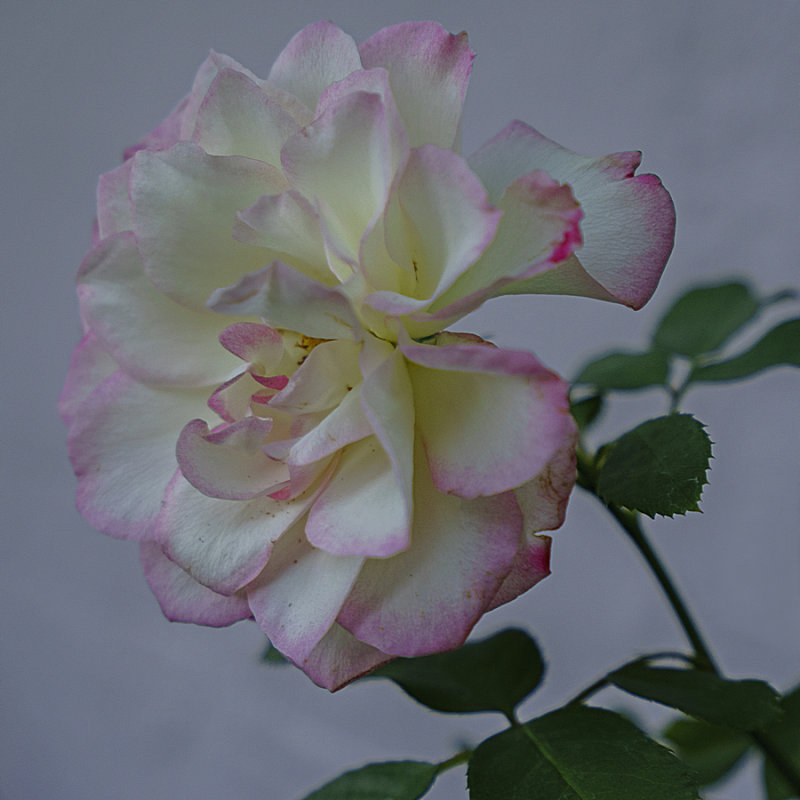 New Rose for the Garden