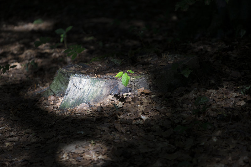 Light in the Forest