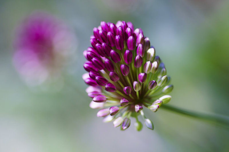 Drumstick Allium