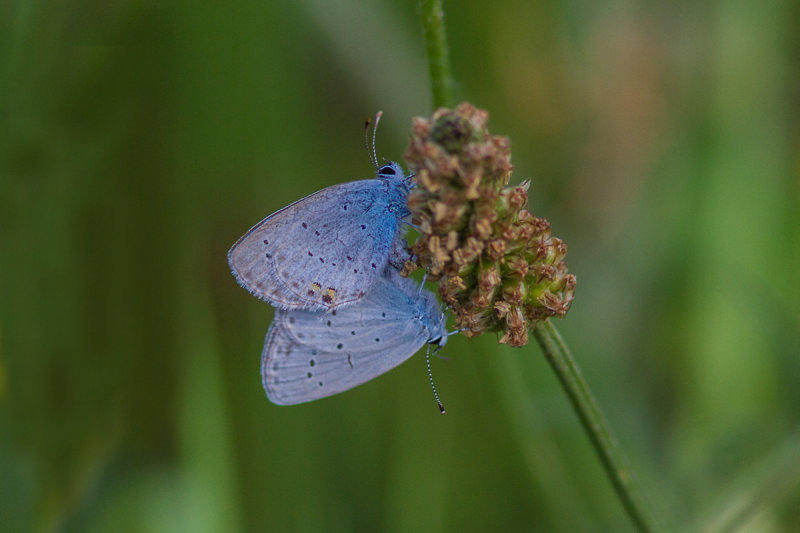 Two Holly Blue