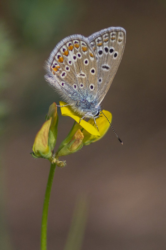 Common Blue