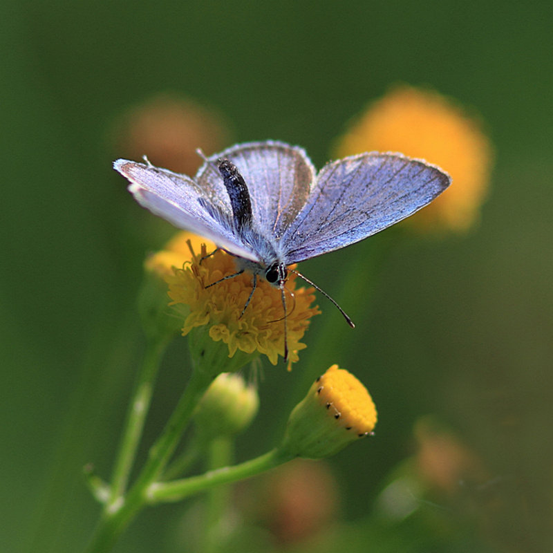 Short-tailed Blue