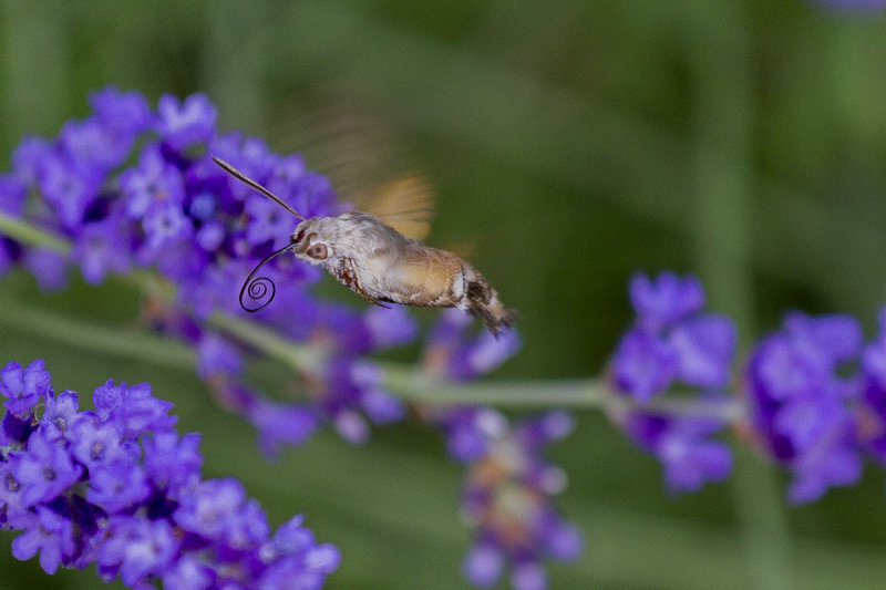 Hummingbird-Hawkmoth on Lavender