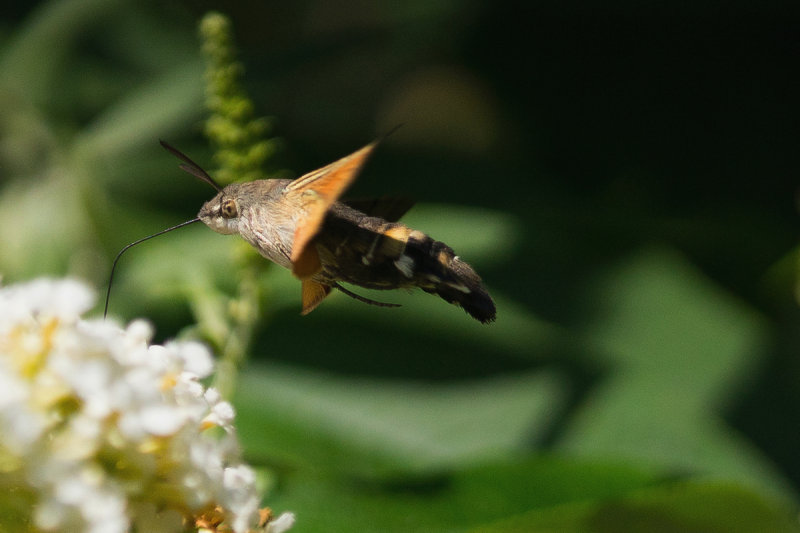 Hummingbird-Hawkmoth on Summer Lilac
