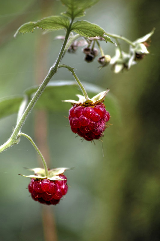 Forest Raspberries