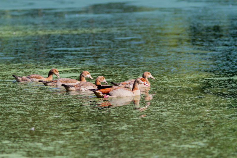 Egyptian Goose Family