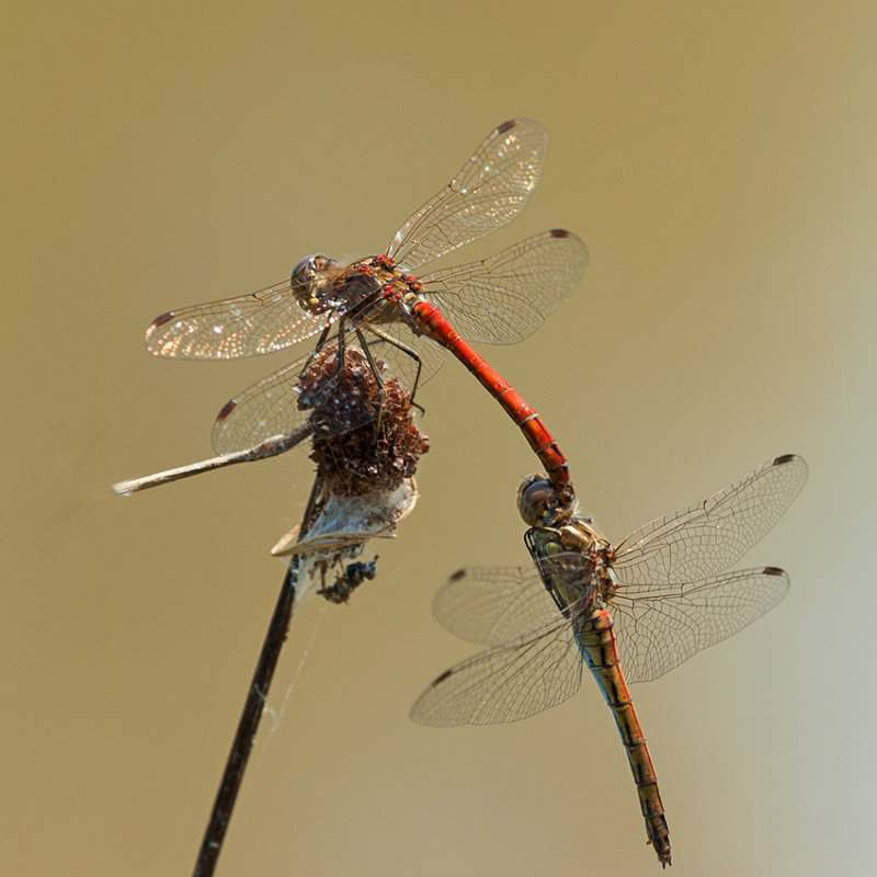 Red Darters