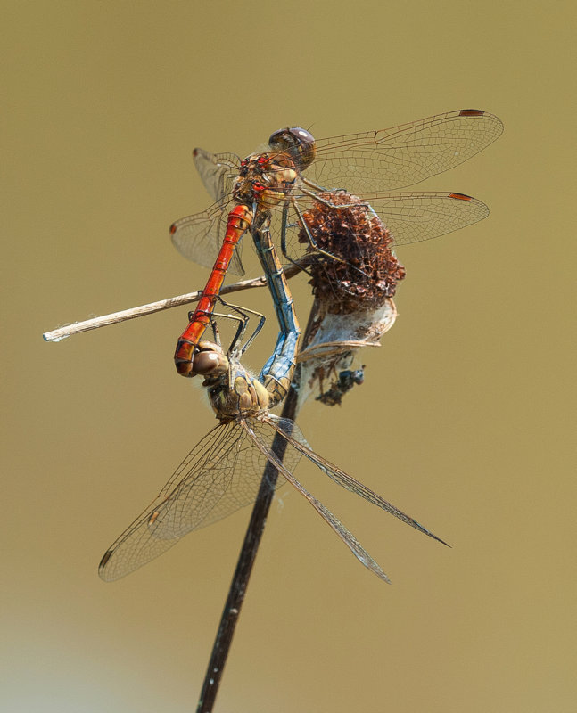 Red Darters