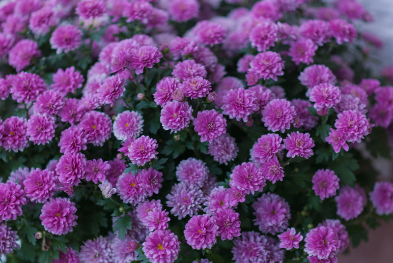 Potted China Aster