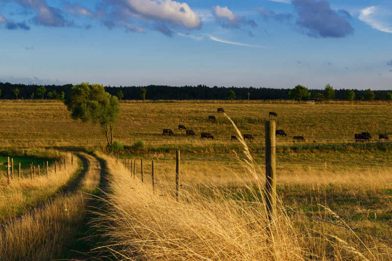 Evening Light at the Ranch