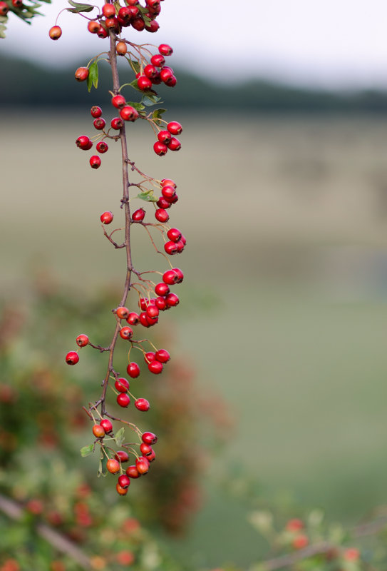 Hawthorn Berries