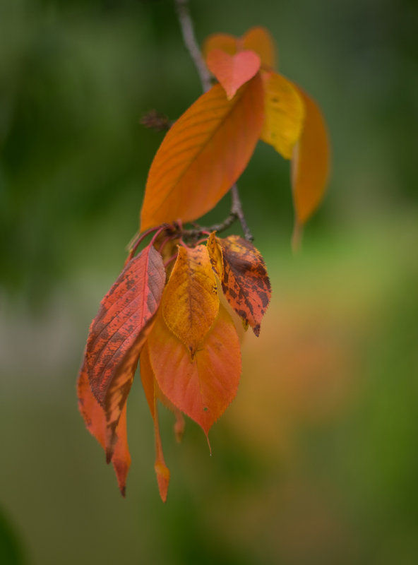 First Signs of Autumn