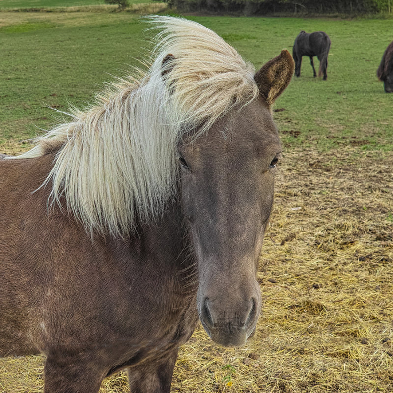 Windy Day at the Farm