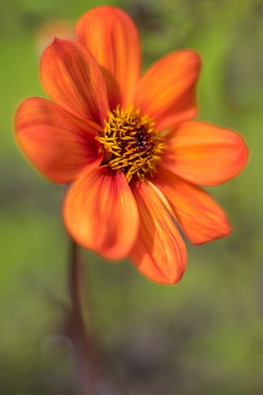 Dahlia in Orange