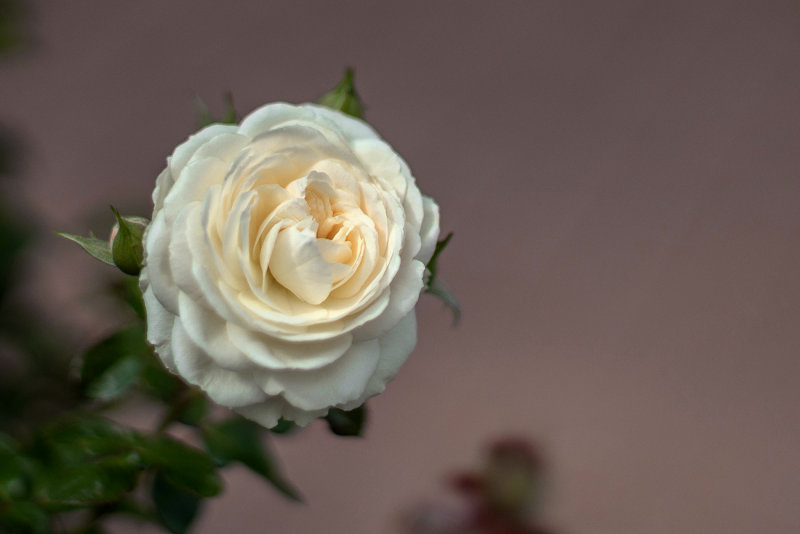 Creamy White Rose