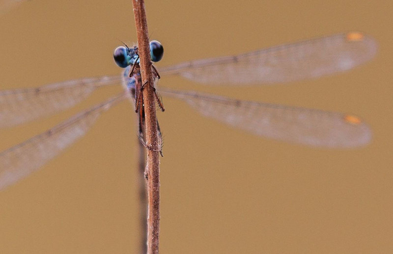 Old Blue Eyes