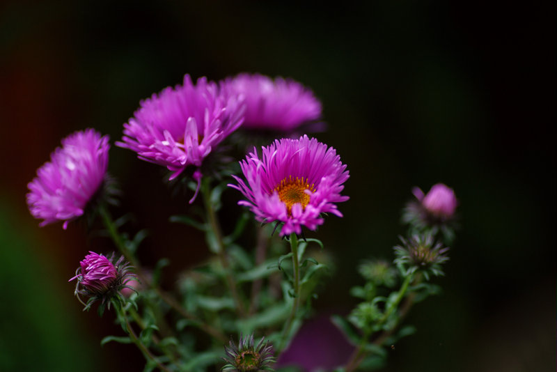 Autumn Asters