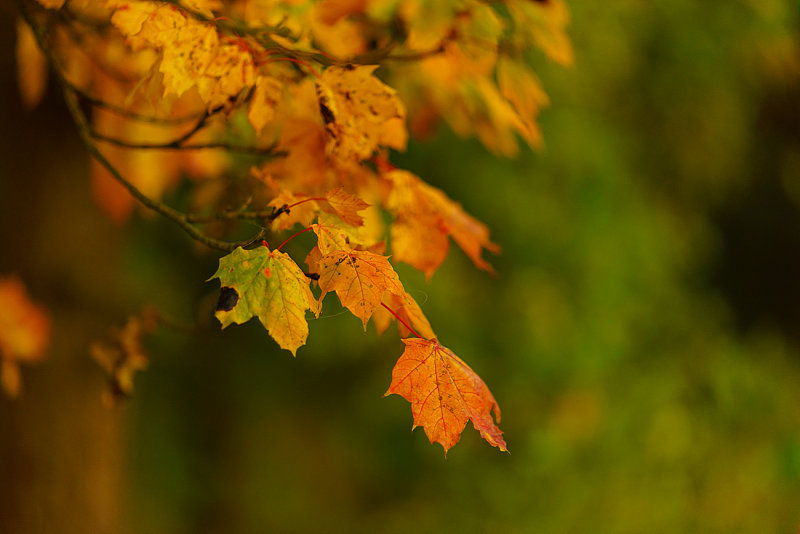 Some Autumn Colors