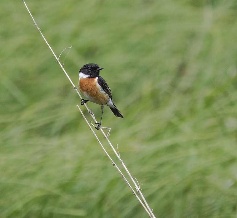 European Stonechat (Male)