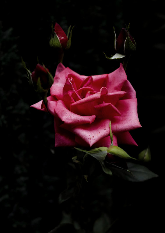 A Rose for Paris