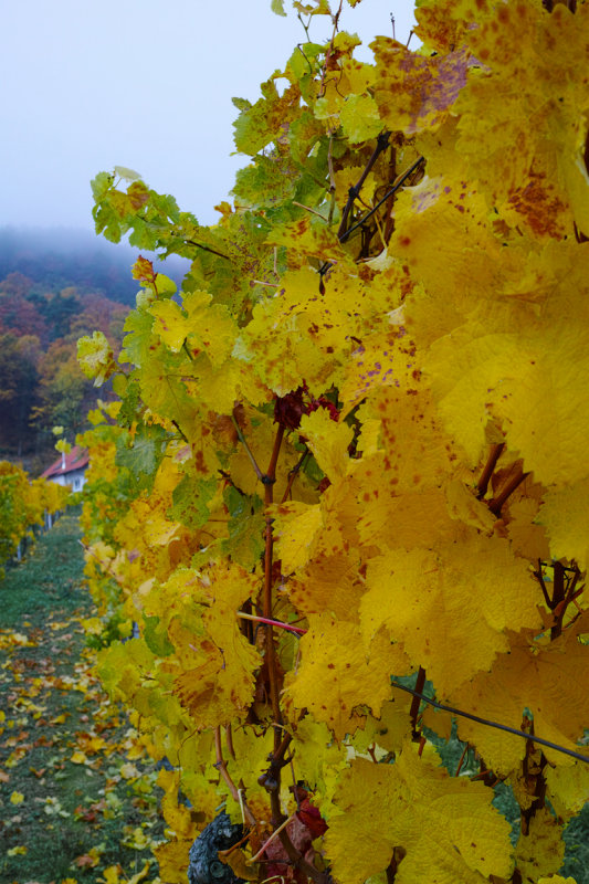 Fall in the Vineyards
