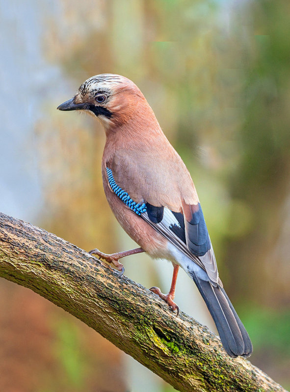 Eurasian Jays