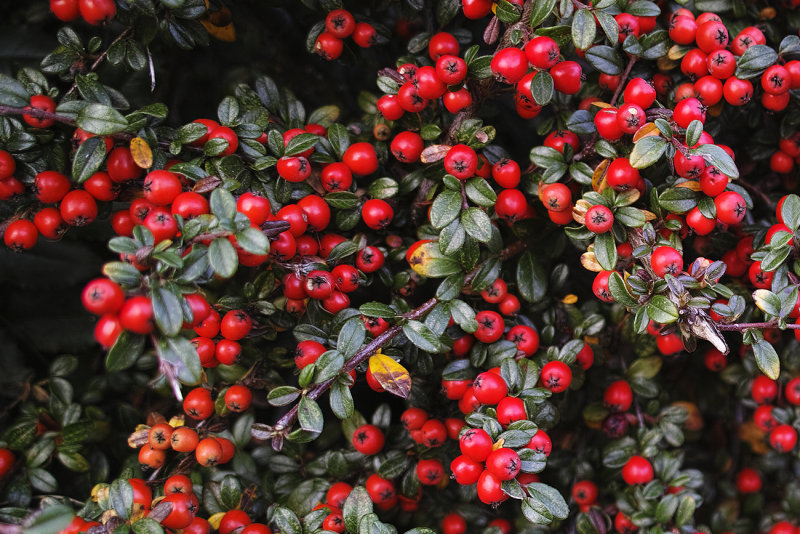 Red Berries