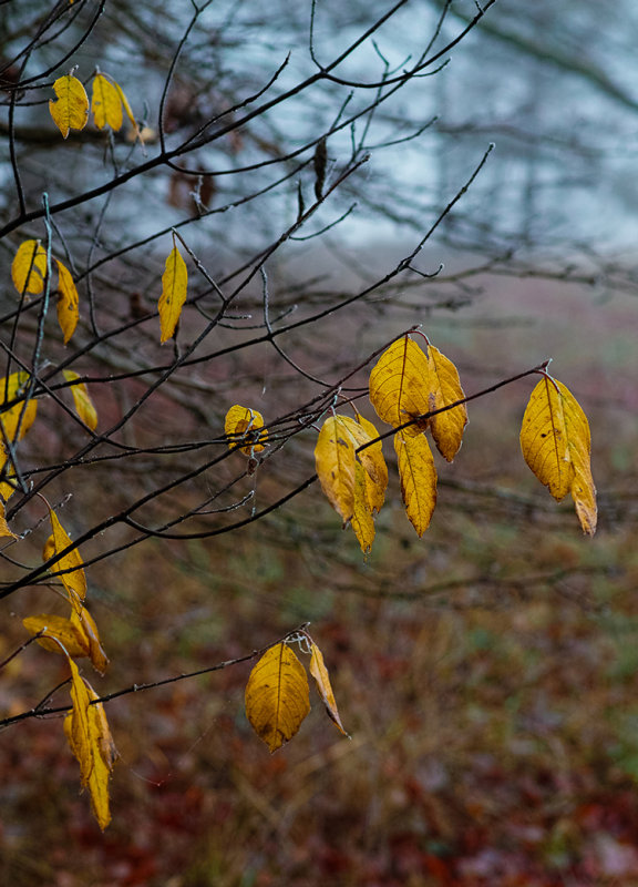 Hanging On