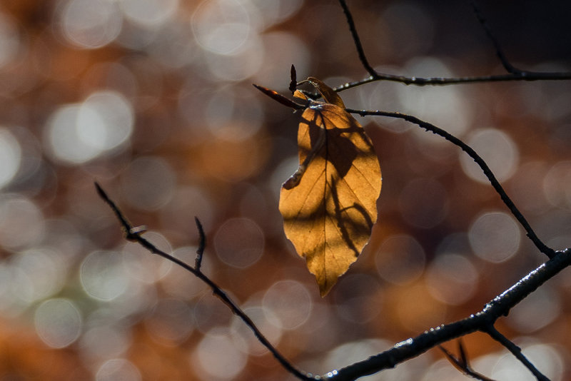Shining in the Light