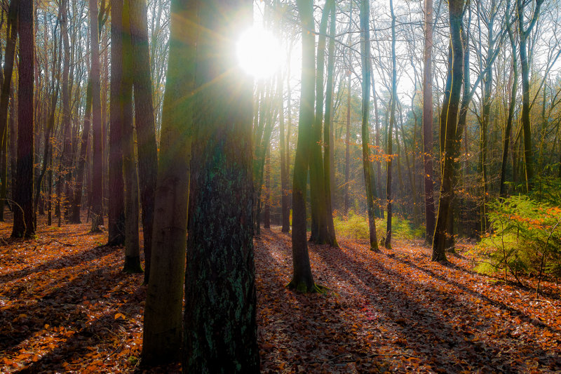 Forest Glow in December