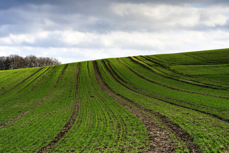 Rows of Green