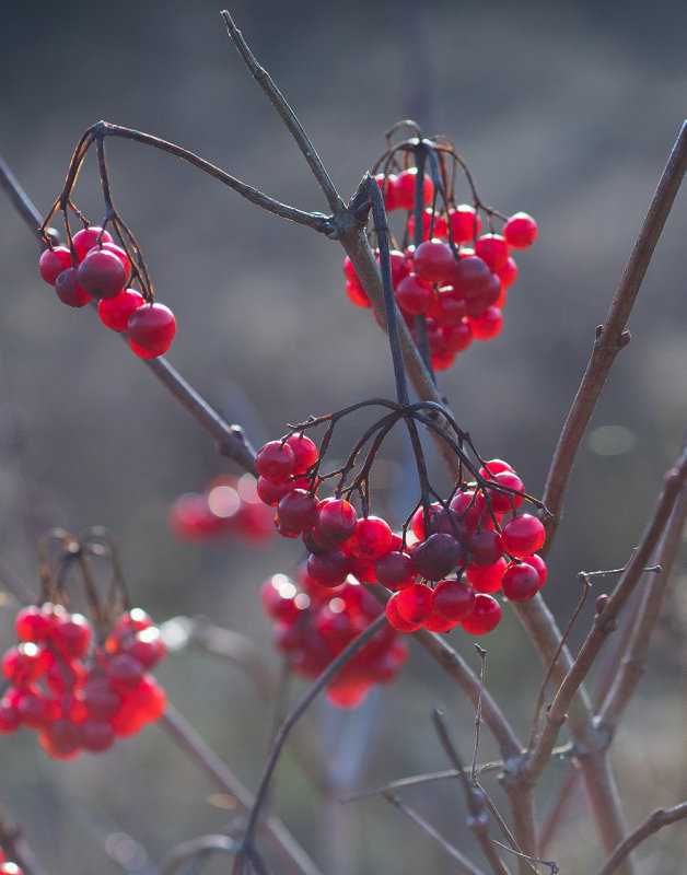 Reds for the Birds