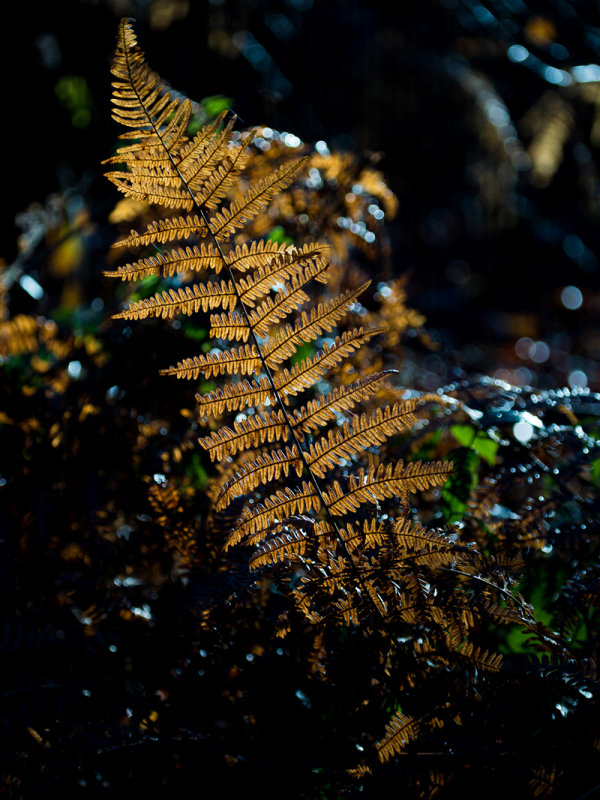 Fern in December