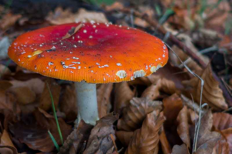 Red One