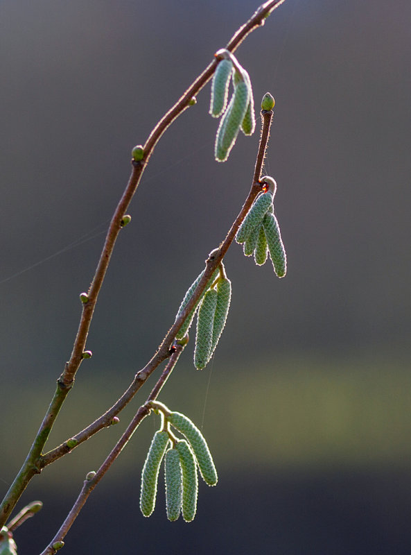 New Growth