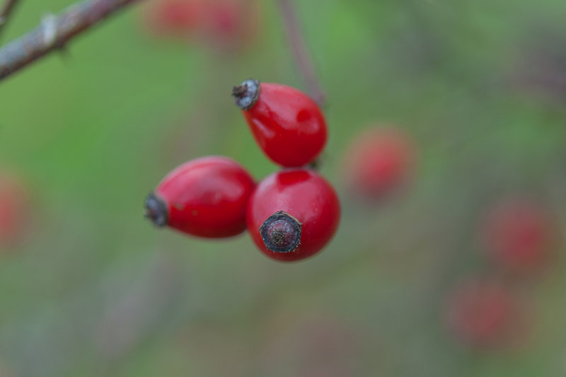 Rose Hips