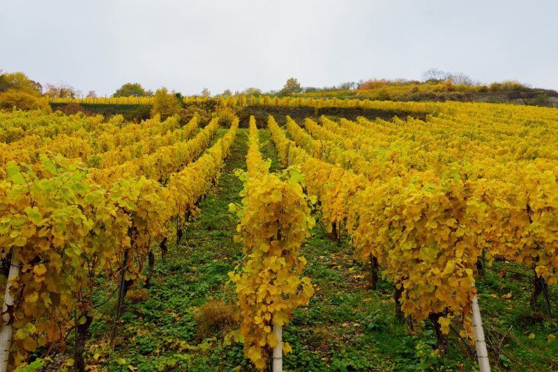 Vineyards in Fall