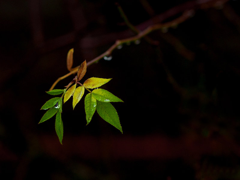 New Growth